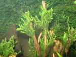 Fissidens nobilis