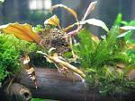 Bucephalandra sp. "Shine blue"  2 