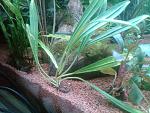 Aridarum sp. Miri 26,04,13