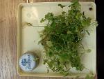 IMG 20130518 134235