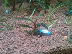 sp. Catherinae Purple 26,04,13