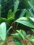aurantithea (sp. Long Spathe, West Kalimantan) 26,04,13