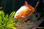 Albino-Red Oscar (1.5 )