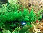   - Taxiphyllum sp. - Flame moss