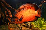 Red - Tiger Oscar,   , 1,5 