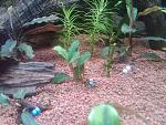 Bucephalandra sp 26,04,13