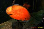  , 3 . Red Oscar