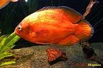 Gold - Red Oscar,  -  , 2 