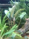cf. motleyana Padawan 26,04,13