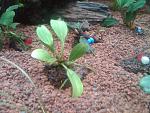 sp. Sebauh (Aridarum caulescens) 26,04,13