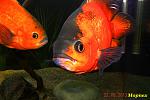   , Red Oscar, 2 