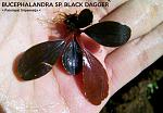 black dagger zpsfb8a5564