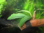 Bucephalandra sp. Super blue 2 (   )