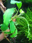 Bucephalandra sp. Semuntai