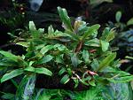 Bucephalandra sp.Kualakuayan 02.06.2013