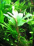 Bucephalandra sp. Sungai Ayak
