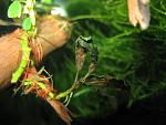 Bucephalandra sp. Jangkang