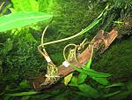 Bucephalandra sp. Limbang