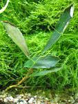 Bucephalandra sp. Emerald Daerah Melawi