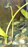     Tuxedo Blue 
(Xiphophorus Maculatus)