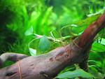 Bucephalandra sp. Riam Makan