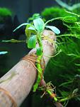 Bucephalandra sp. "Layer cake" Marnibow