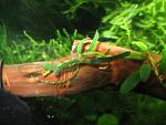 Bucephalandra sp. Velvet Leaf Sunggau New Location