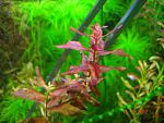 Rotala Buterfly