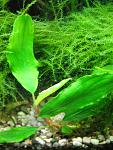 Bucephalandra sp. Treasure 2011