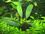 Bucephalandra sp. Theia -6