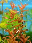 Rotala Buterfly 3