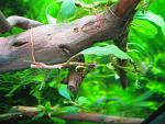 Bucephalandra sp. Shine Blue