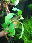 Bucephalandra sp. Semuntai