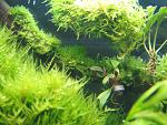 Bucephalandra sp. Kota Baru