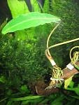 Bucephalandra sp. Limbang
