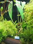 Bucephalandra sp. Sabal