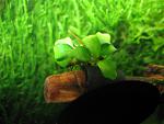Bucephalandra sp. Manimbow