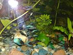     Tuxedo Blue 
(Xiphophorus Maculatus)
