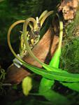 Bucephalandra sp. Limbang