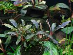 Bucephalandra sp. Kedagang 02.06.2013