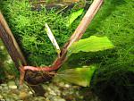 Bucephalandra sp. Shine Blue