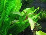 Bucephalandra sp. Silky Blue 2, Daerah Malawi