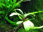 Bucephalandra sp. Nanga Taman
