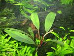 Bucephalandra sp. Theia -6