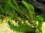 Elodea canadensis