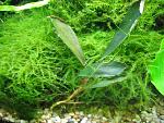 Bucephalandra sp. Emerald Daerah Melawi