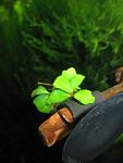 Bucephalandra sp. Manimbow
