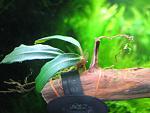Bucephalandra sp. Super blue 2