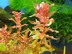 Rotala Buterfly 2