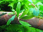 Bucephalandra sp."Kualakuayan-1"
